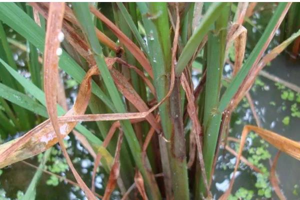 水稻心叶卷曲是哪种病，多是由于患上了水稻立枯病