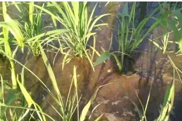 水稻心叶卷曲是哪种病，多是由于患上了水稻立枯病