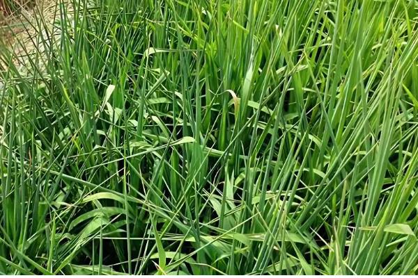 水稻心叶卷曲是哪种病，多是由于患上了水稻立枯病