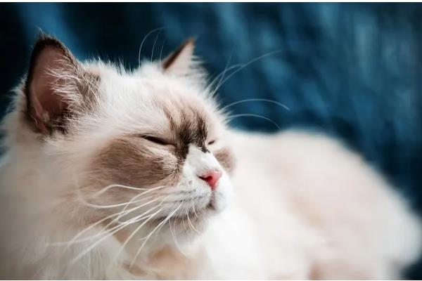 鉴别猫咪是否肥胖的方法，肚子明显下垂行走时会晃动代表非常胖