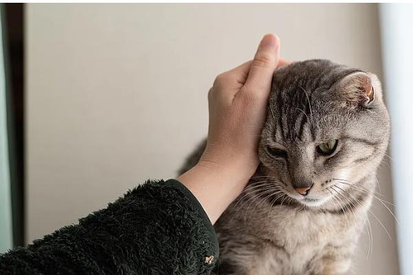 鉴别猫咪是否肥胖的方法，肚子明显下垂行走时会晃动代表非常胖