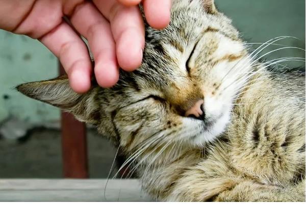 鉴别猫咪是否肥胖的方法，肚子明显下垂行走时会晃动代表非常胖