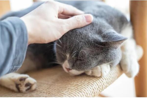 鉴别猫咪是否肥胖的方法，肚子明显下垂行走时会晃动代表非常胖