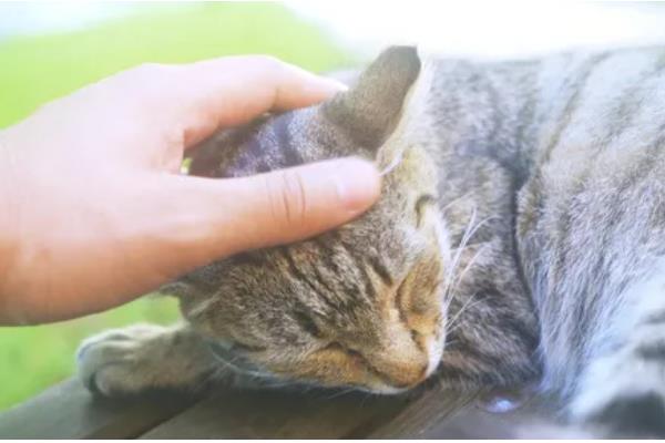 鉴别猫咪是否肥胖的方法，肚子明显下垂行走时会晃动代表非常胖