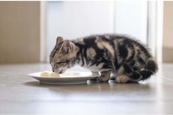 鉴别猫咪是否肥胖的方法，肚子明显下垂行走时会晃动代表非常胖