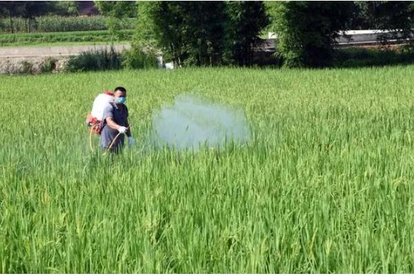 水稻心叶卷曲是哪种病，多是由于患上了水稻立枯病