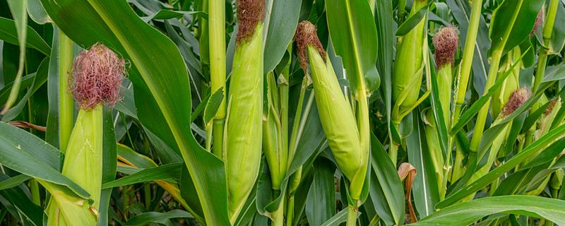 先玉1219玉米种简介,平均株高为266厘米左右