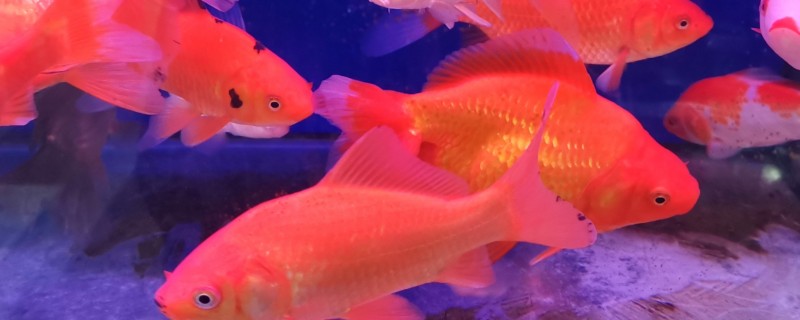 鱼追尾后几天能产卵，一般三四天