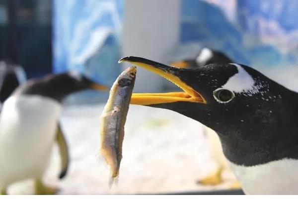 企鹅吃什么，主要以南极磷虾为食