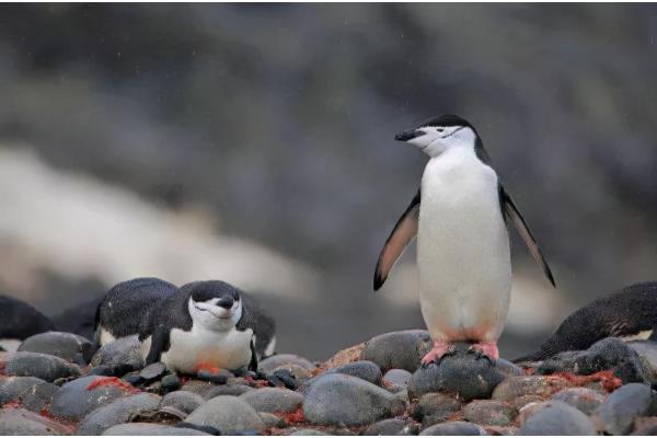 企鹅吃什么，主要以南极磷虾为食
