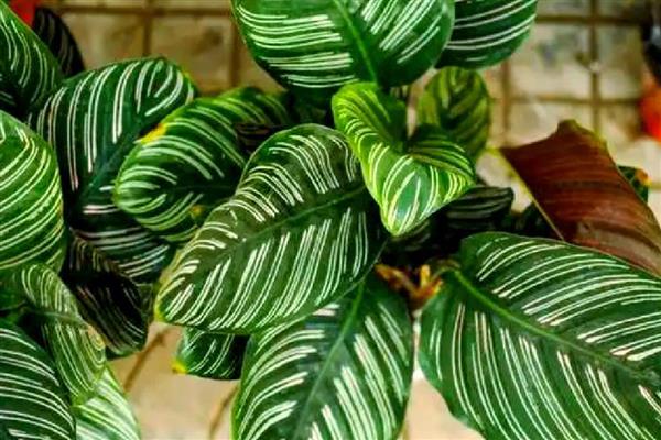 肖竹芋如何养殖,冬季温度不可低于10℃