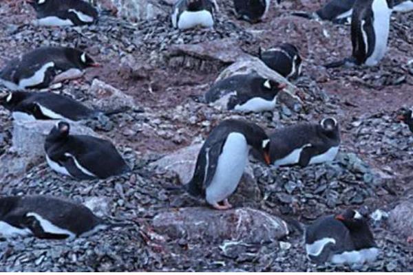 企鹅吃什么，主要以南极磷虾为食