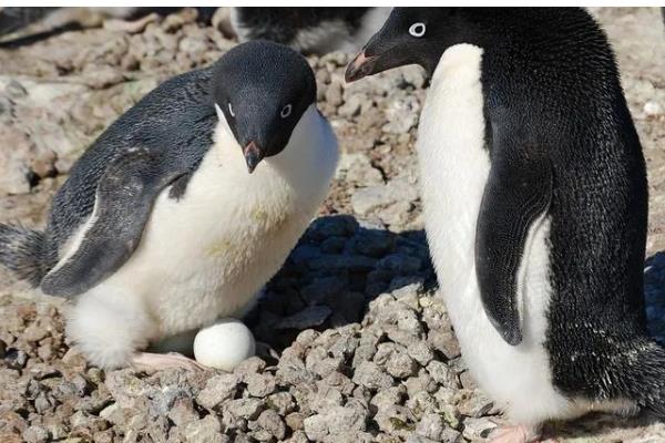 企鹅吃什么，主要以南极磷虾为食