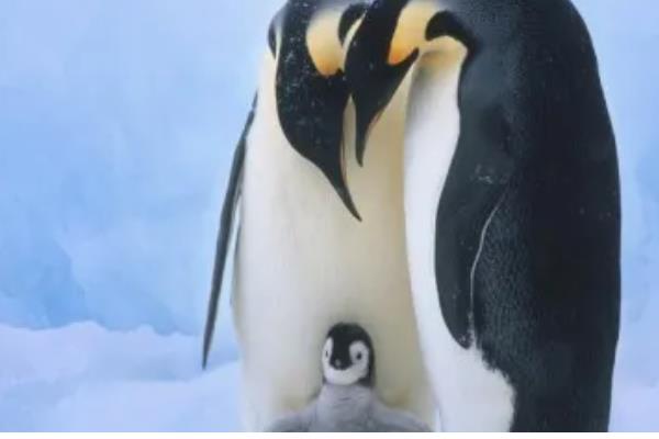 企鹅吃什么，主要以南极磷虾为食