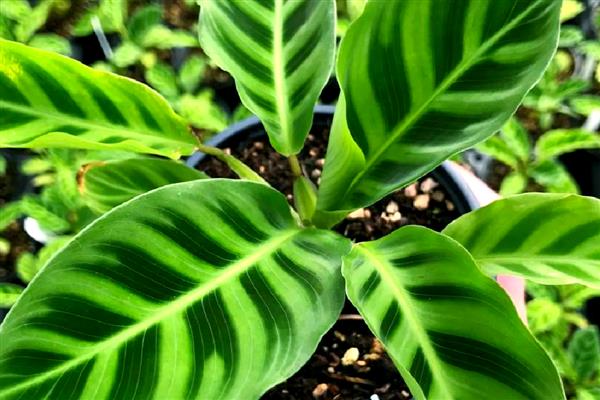 肖竹芋如何养殖,冬季温度不可低于10℃