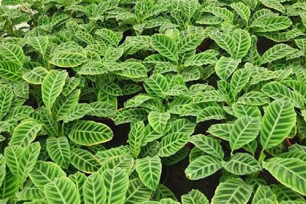 肖竹芋如何养殖,冬季温度不可低于10℃