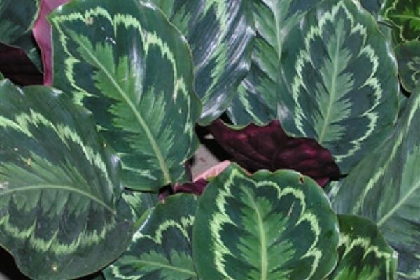 肖竹芋如何养殖,冬季温度不可低于10℃