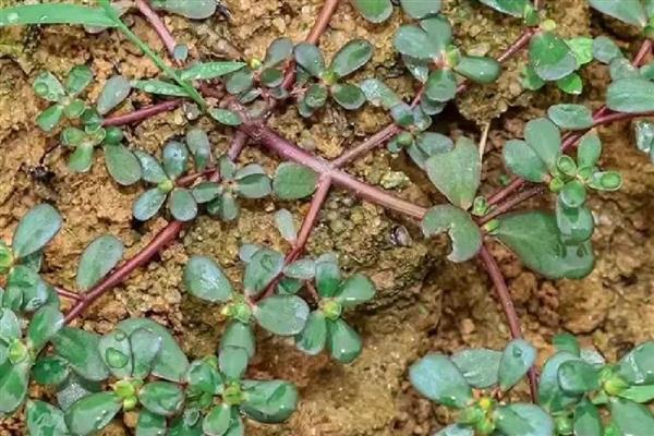 马齿苋能不能用冰箱保存，放在冰箱中冷藏可以保鲜数天