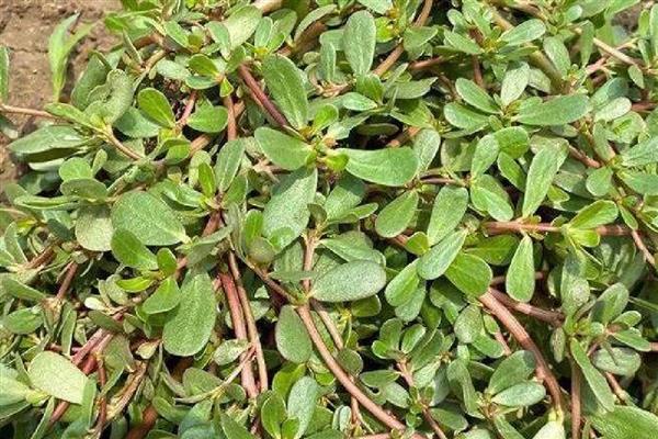 马齿苋能不能用冰箱保存，放在冰箱中冷藏可以保鲜数天