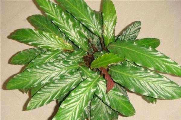 肖竹芋如何养殖,冬季温度不可低于10℃