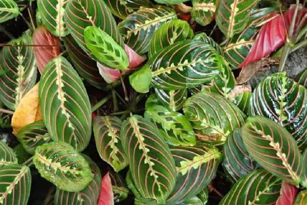 肖竹芋如何养殖,冬季温度不可低于10℃