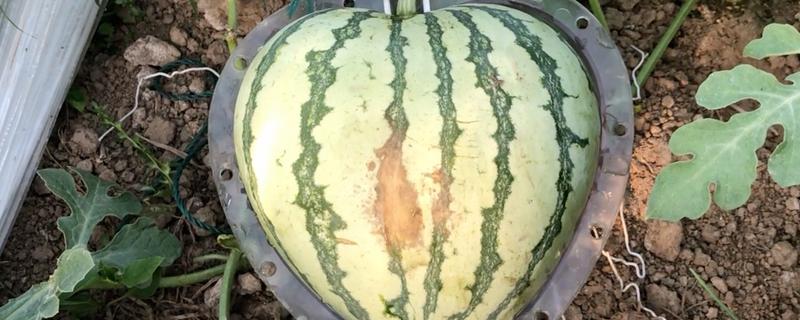 心形西瓜的由来,让西瓜在模具中生长就会变成相应的形状