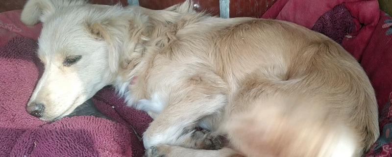 狗感冒后一直呕吐如何解决,可饲喂感冒药和益生菌