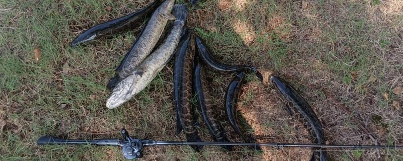 钓黑鱼的技巧，路亚黑鱼时要注意放流