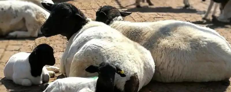 50斤的公羊可以配种吗,需要根据羊的品种而定