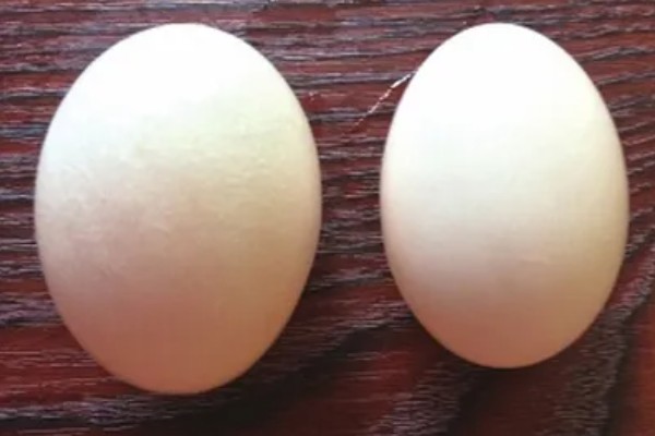 鸽子缺钙站不起来怎么处理,准备钙片帮助它们快速补钙