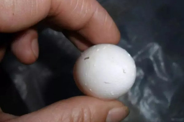 鸽子缺钙站不起来怎么处理,准备钙片帮助它们快速补钙