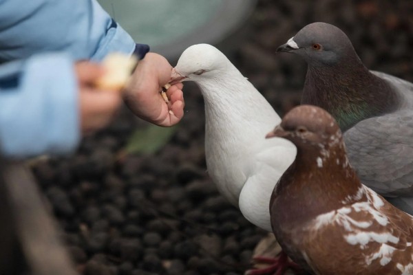 鸽子缺钙站不起来怎么处理,准备钙片帮助它们快速补钙
