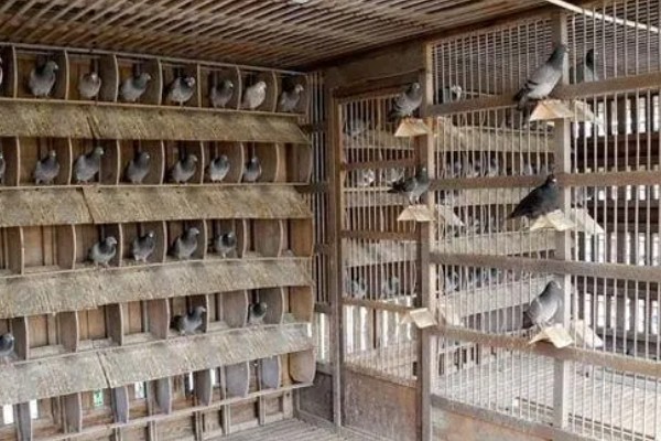 鸽子缺钙站不起来怎么处理,准备钙片帮助它们快速补钙