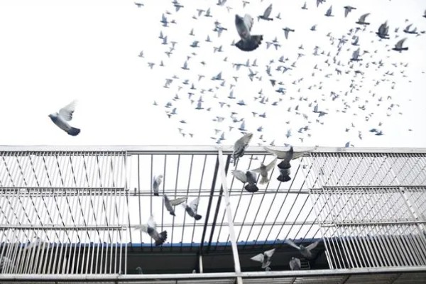 鸽子缺钙站不起来怎么处理,准备钙片帮助它们快速补钙