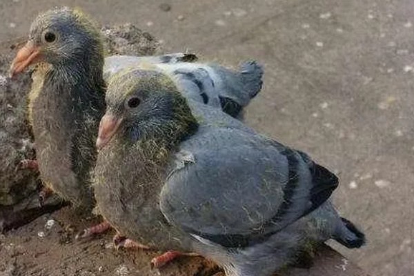 鸽子缺钙站不起来怎么处理,准备钙片帮助它们快速补钙