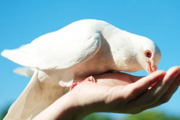 鸽子缺钙站不起来怎么处理,准备钙片帮助它们快速补钙