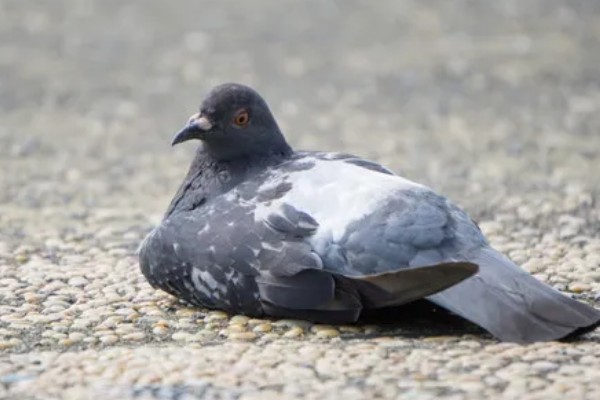 鸽子缺钙站不起来怎么处理,准备钙片帮助它们快速补钙