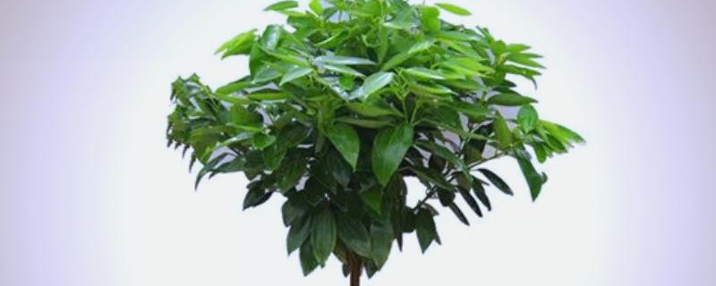 平安树如何繁殖，可播种也可扦插