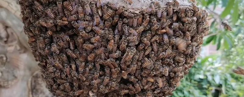 野外收蜂的绝招,主要有以下3种方法