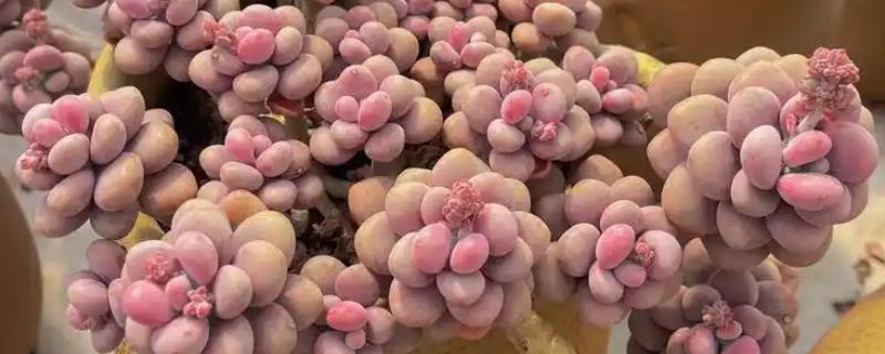 桃蛋老桩怎么养殖才粗，适合生长在较为湿润的环境中