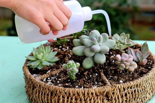 多肉怎么浇水，冬季要选择有太阳的中午进行