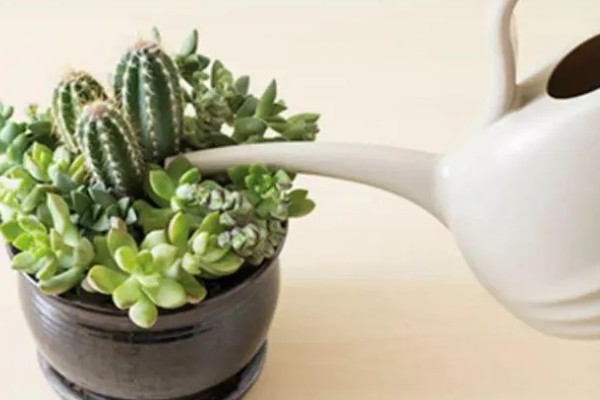 多肉怎么浇水，冬季要选择有太阳的中午进行