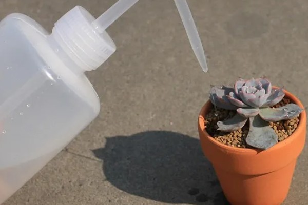 多肉怎么浇水，冬季要选择有太阳的中午进行