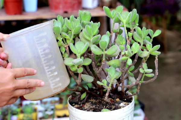 多肉怎么浇水，冬季要选择有太阳的中午进行