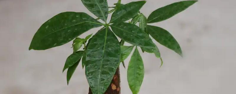 如何养殖摇钱树，每个月追肥一次