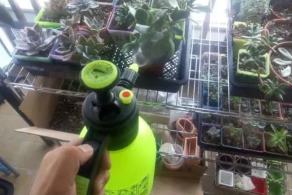 多肉怎么浇水，冬季要选择有太阳的中午进行