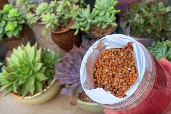 多肉怎么浇水，冬季要选择有太阳的中午进行