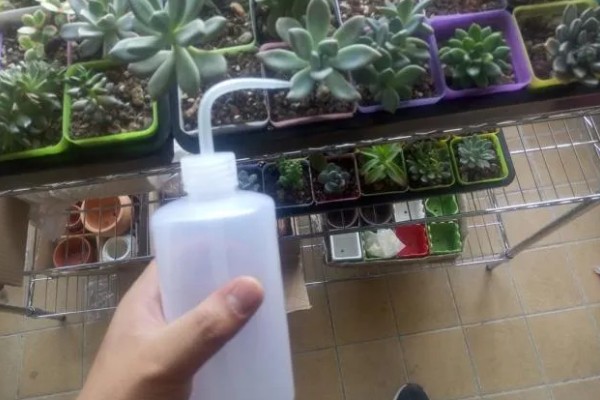 多肉怎么浇水，冬季要选择有太阳的中午进行