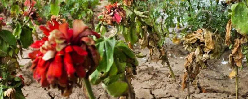 水分缺少对植物生长的影响，生长速度就会放缓