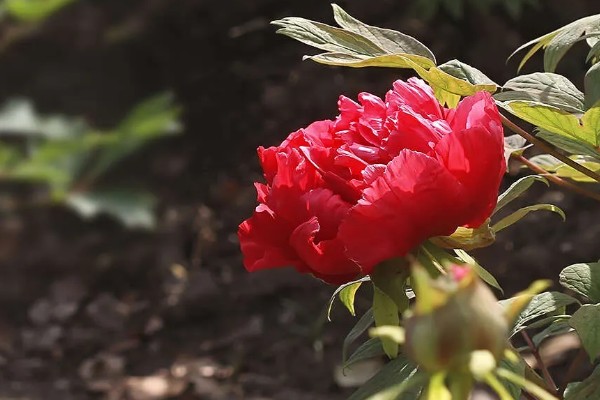 红牡丹的寓意，寓意富贵、圆满等